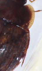 Sperchopsis tessellata