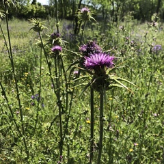 Silybum marianum