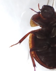 Sperchopsis tessellata