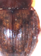 Sperchopsis tessellata