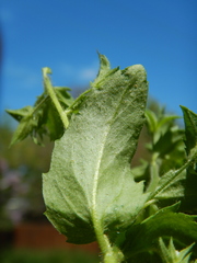 Veronica biloba