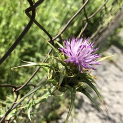Silybum marianum