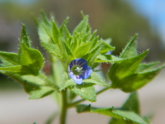 Veronica biloba