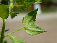 Veronica biloba