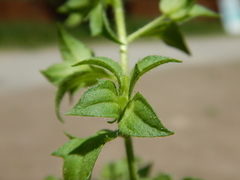 Veronica biloba