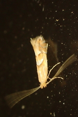 Phyllonorycter belotella