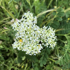 Lepidium draba