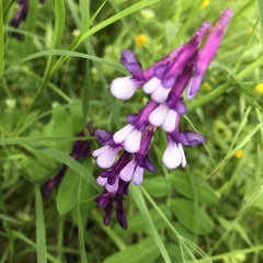 Vicia villosa