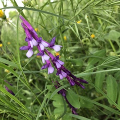 Vicia villosa