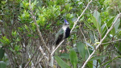 Stephanoxis loddigesii