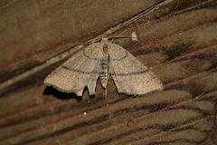 Cyclophora suppunctaria