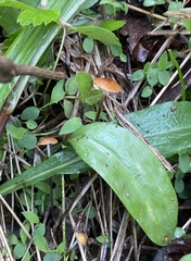 Marasmius sullivantii