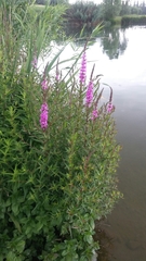 Lythrum salicaria