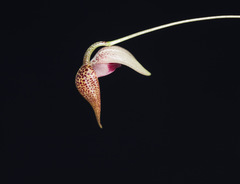 Pleurothallis caprina