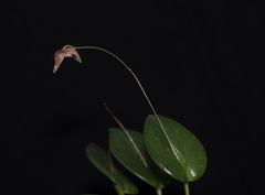 Pleurothallis caprina