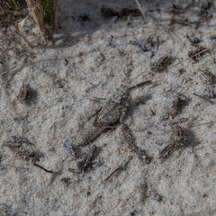 Ommexecha virens