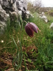 Fritillaria montana