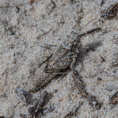 Ommexecha virens