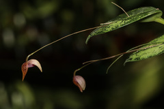 Pleurothallis caprina