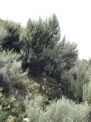 Artemisia tridentata tridentata