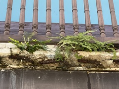 Pityrogramma chrysophylla gabrielae