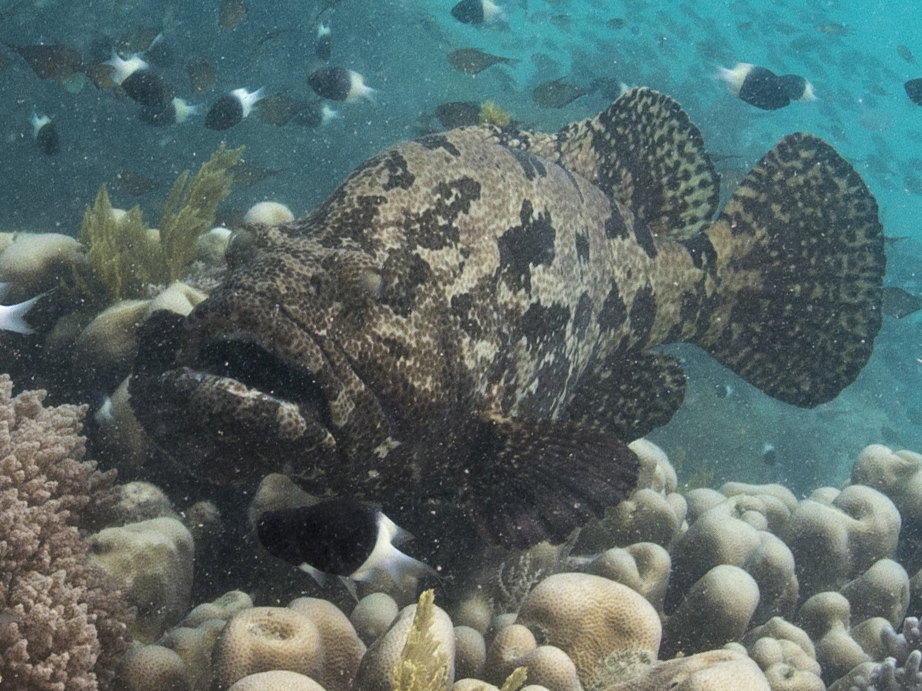 Brown-marbled grouper