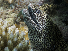 Gymnothorax favagineus