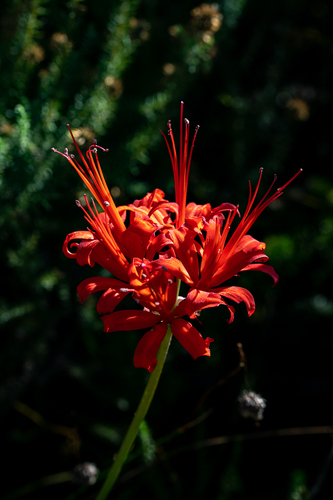 Nerine sarniensis