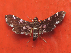 Diasemiodes