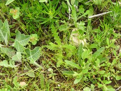 Helianthemum ledifolium