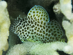 Leopard Blenny photo 3