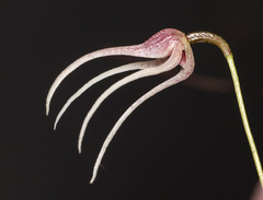 Pleurothallis gratiosa