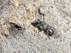 Osmia submicans
