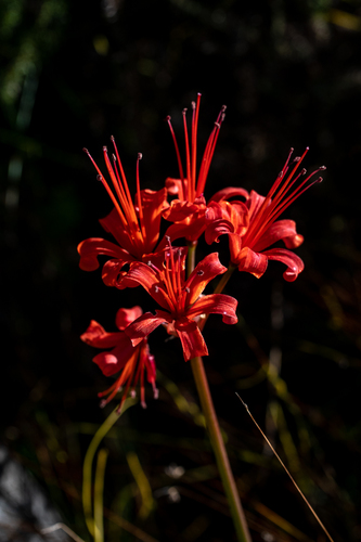 Nerine sarniensis