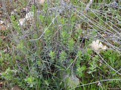 Haplophyllum linifolium