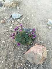Phacelia calthifolia