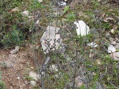 Haplophyllum linifolium