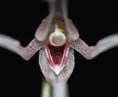 Pleurothallis gratiosa