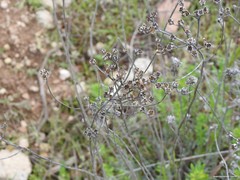 Haplophyllum linifolium