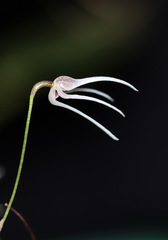 Pleurothallis gratiosa