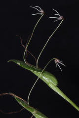 Pleurothallis gratiosa