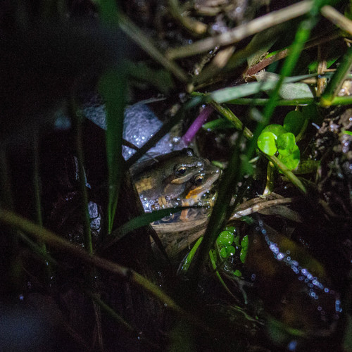 Hensel's Dwarf Frog, Physalaemus henselii
