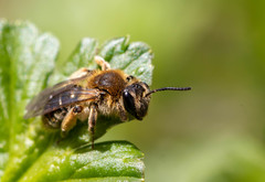 Andrena rugosa
