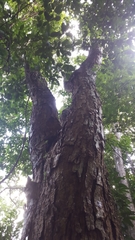 Bowdichia virgilioides