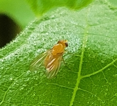 Neogriphoneura