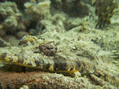 Papilloculiceps longiceps