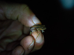 Physalaemus henselii