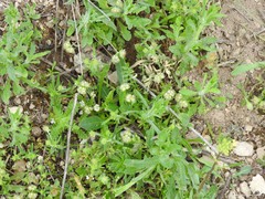 Valerianella coronata