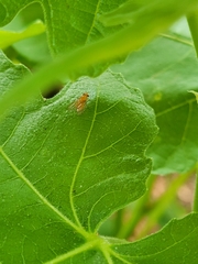 Neogriphoneura