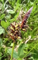 Carex montana